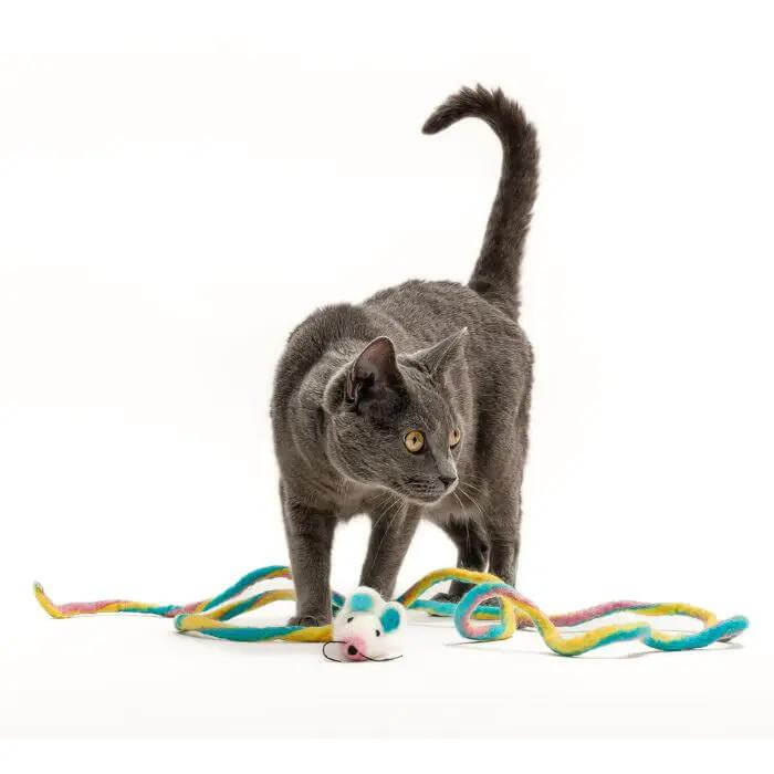 Catch a Mouse by the Tail - Wool Cat Toy, gray cat plays with a multicolored yarn mouse.